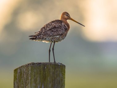 Alert Black-tailed Godwit on post with pastel colored background clipart