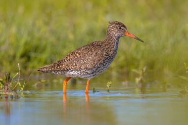Ortak redshank Avrasya wader