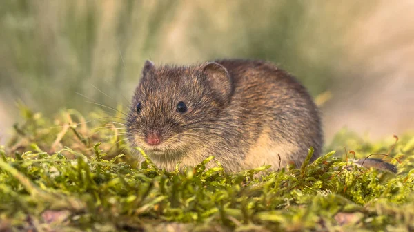 Banco de ratones en hábitat natural —  Fotos de Stock