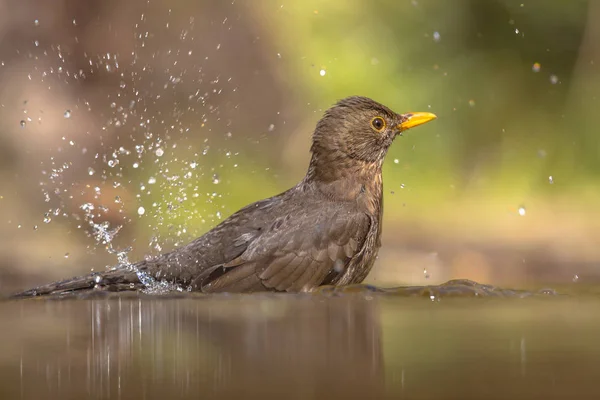 Banho Feminino Blackbird — Fotografia de Stock