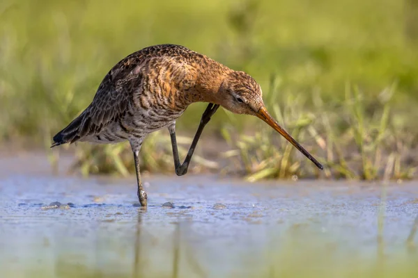 Siyah-kuyruk çulluğu wader kuş boyun tırmalamak — Stok fotoğraf