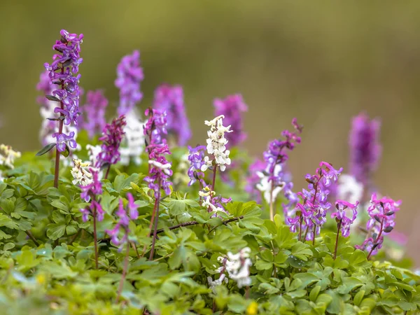 Blooming Hollowroot in april — Stock Photo, Image