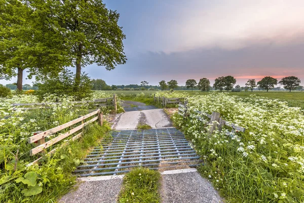 Boskap rutnät dekorerad med Ko persilja blomma — Stockfoto