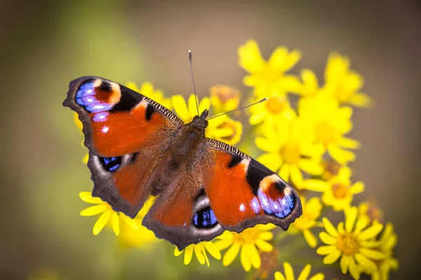 Colorful European Peacock butterfly — Stock Photo, Image
