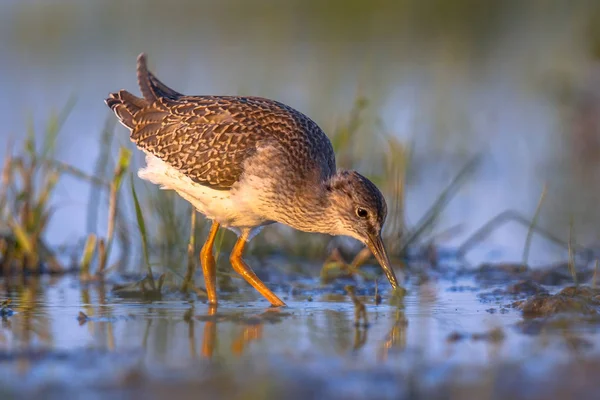 Hollandalı Waddensea göç sırasında ortak kum kuşu — Stok fotoğraf