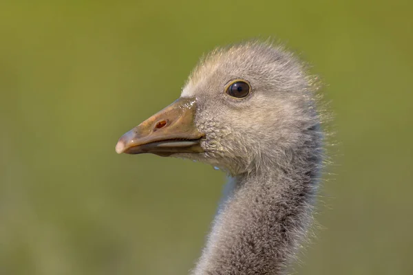 Cute Head of Greylag goose chick — Stock Photo, Image