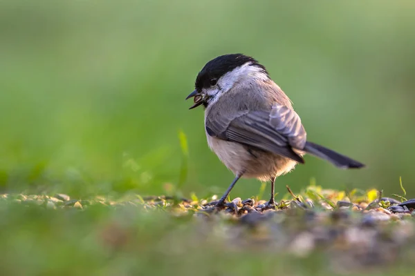 Willow tit looking backward — Stockfoto