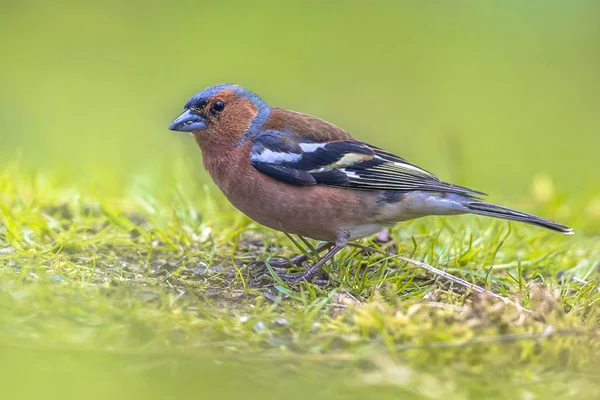 Wild Common Chaffinch on lawn — Stock Photo, Image