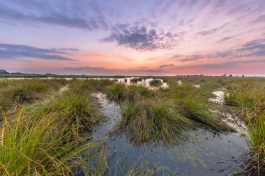 Yumuşak Rush büyük kümeleri