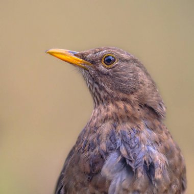 Kadın Blackbird portresi