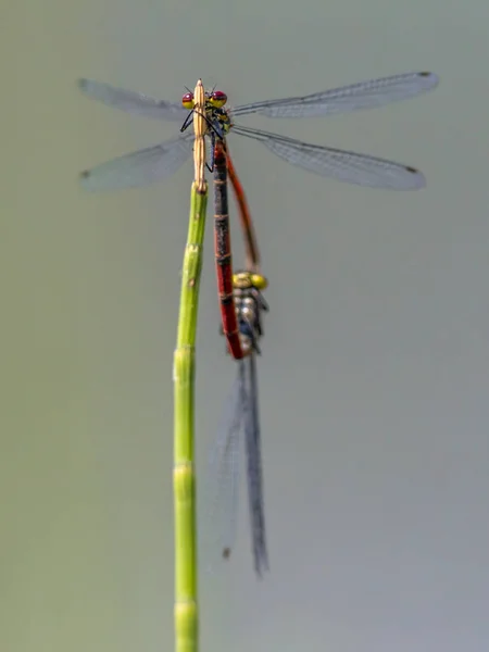 Pair of Large red damselfly copula — Stock Photo, Image