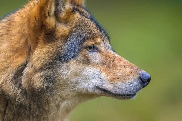 欧洲狼的侧面肖像 — 图库照片