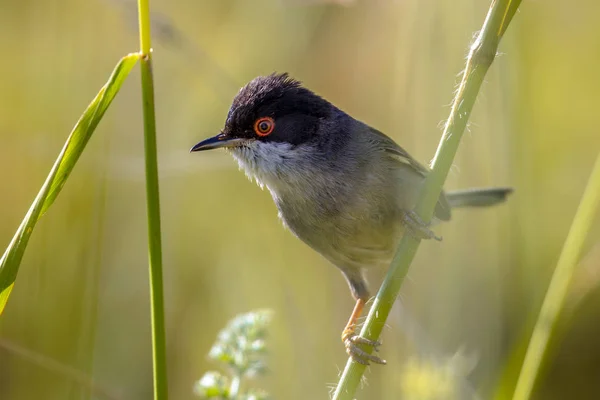 Warbler sardo com olho vermelho empoleirado no caule de grama — Fotografia de Stock