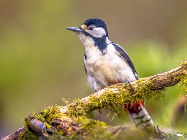 Heyecanlı büyük benekli ağaçkakan