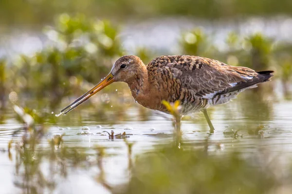 Doğal sulak alışkanlığı yiyecek arama siyah-kuyruk çulluğu wader kuş — Stok fotoğraf