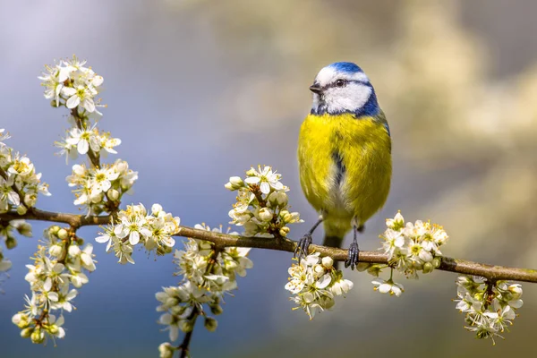 Blaumeise in Weißdornblüte — Stockfoto