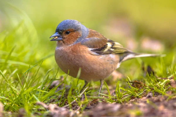 Chaffinch on lawn profile looking — Stock Photo, Image