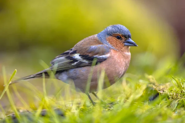 일반적인 Chaffinch 남성 — 스톡 사진