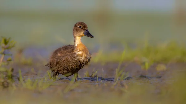 Niedliches Entlein läuft durch Gras — Stockfoto