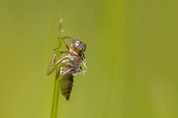 Empty cocoon left by New born Dragonfly — Stock Photo, Image