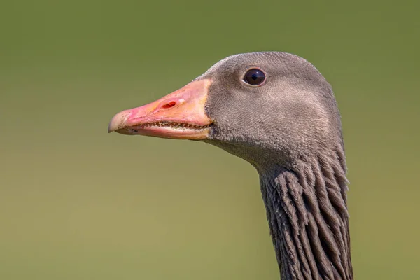 Дружелюбный глава серого гуся — стоковое фото