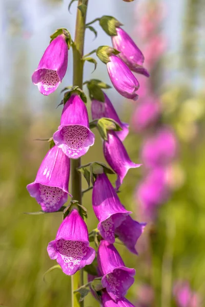 Квіти поширених наперстянка в природному середовищі існування — стокове фото