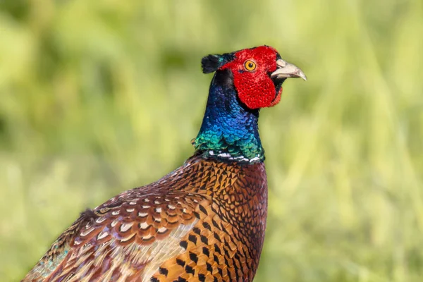 Head of Ring necked Pheasant — Stock Photo, Image