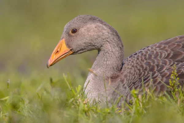 Greylag goose bird lying in grass — Stock Photo, Image