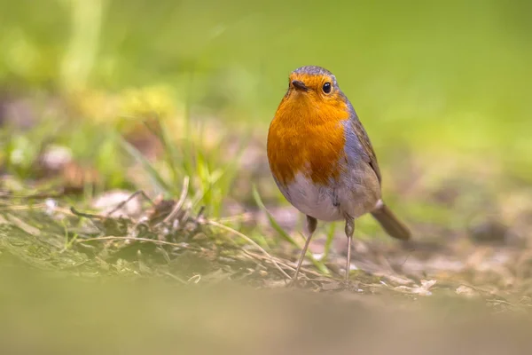 Looking Robin in grass backyard — Stock Photo, Image