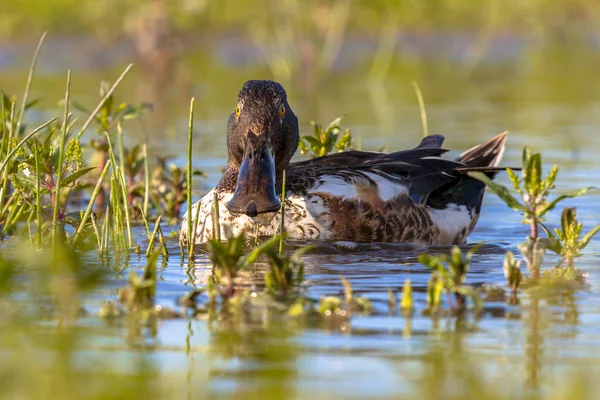 Northern shoveler frontal view of spatulate bill — Stock Photo, Image