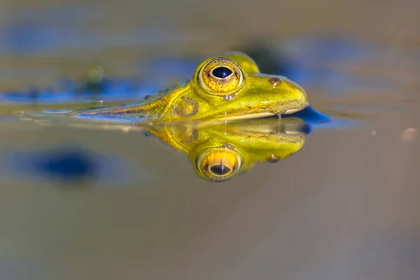 水游泳池青蛙头 — 图库照片