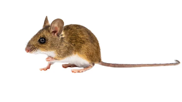 Side view sitting Field Mouse on white background — Stock Photo, Image