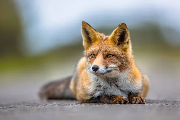 Sledování Evropské liška ležící na zemi — Stock fotografie