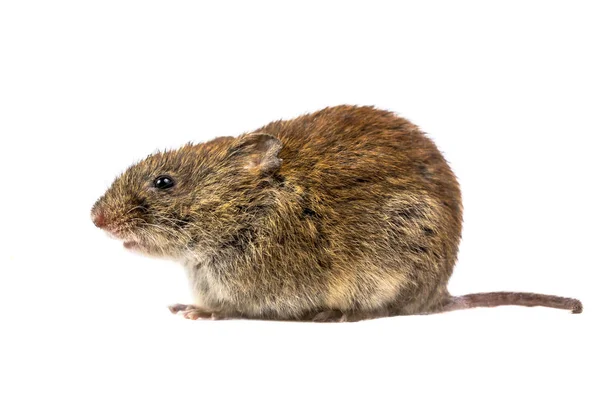 Wilde Bank woelmuis muis zit — Stockfoto