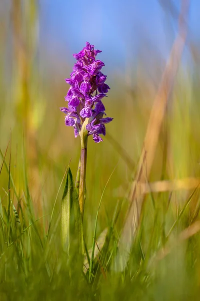 Western Marsh orchid Stock Photo