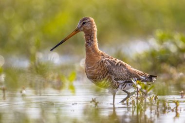 Siyah-kuyruk çulluğu wader kuş doğal sulak yaşam