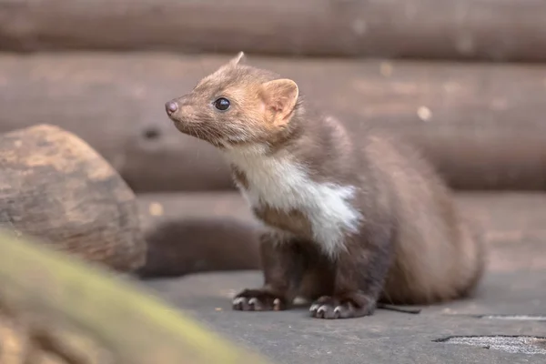 Beech marten resting in backyard — Stock Photo, Image