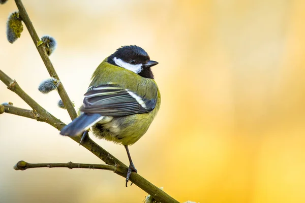 Talgoxe på sälg — Stockfoto