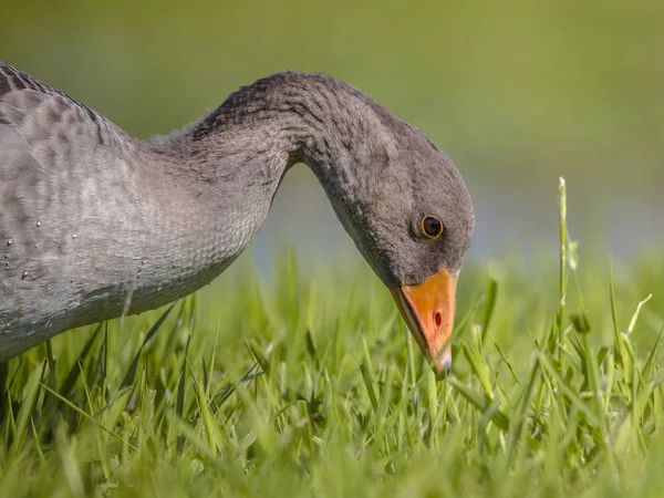 Greylag goose bird eating grass — Stock Photo, Image