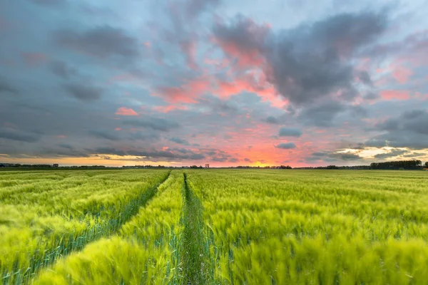 Trekker parcours door tarweveld — Stockfoto