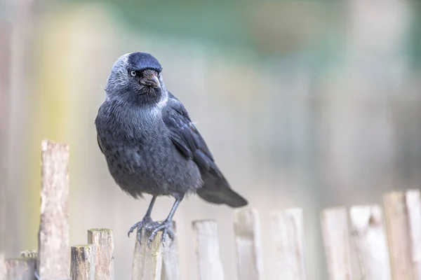 Western Jackdaw on chestnut fence — Stock Photo, Image