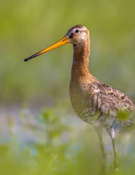 Czarny tailed Godwit wader ptak stojący w wodzie i patrząc — Zdjęcie stockowe