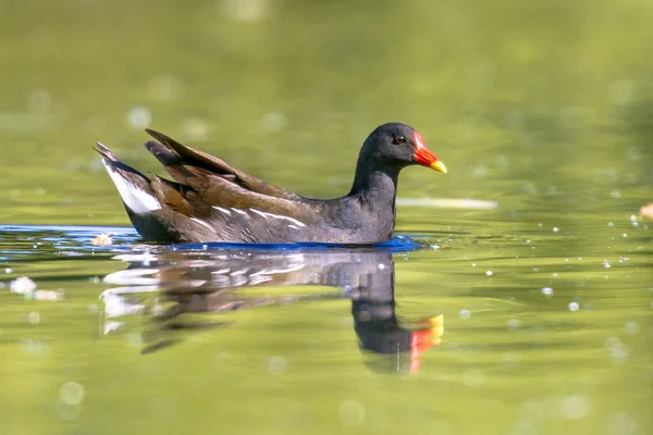 Vogelmiere schwimmt im spiegelnden Wasser — Stockfoto