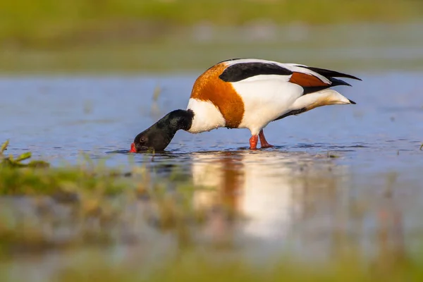 Common shelduck feeding in a wetland — Stock Photo, Image