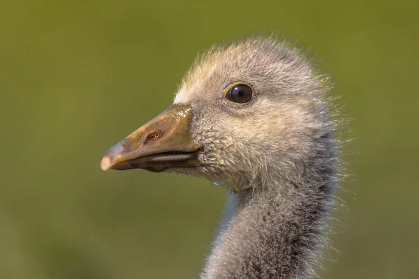 Schattige vogel hoofd van Grauwe gans kuiken — Stockfoto