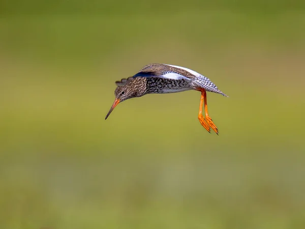 Volant Redshank commune Eurasian wader se préparant à atterrir — Photo