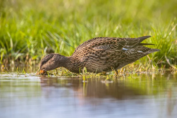 Futtersuche für Weibchen — Stockfoto