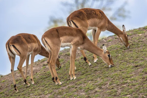 Skupina tří pastvy impala — Stock fotografie