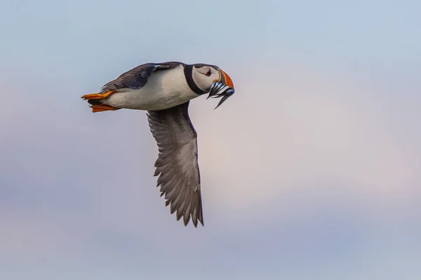 Puffin flying fish — Stock Photo, Image
