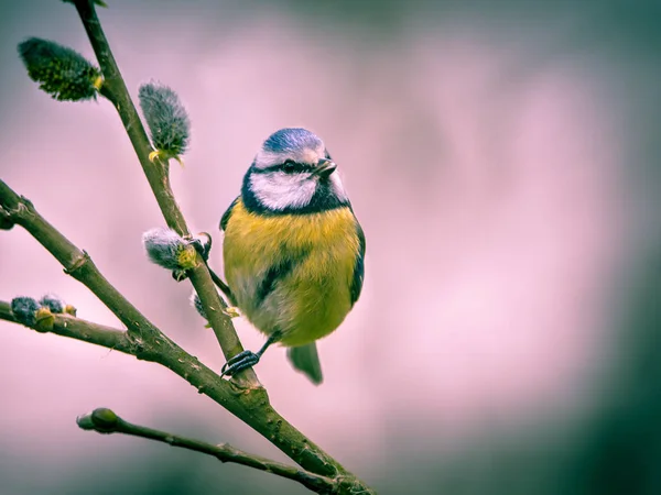 Blue tit on willow twig in vintage colors — Stock Photo, Image